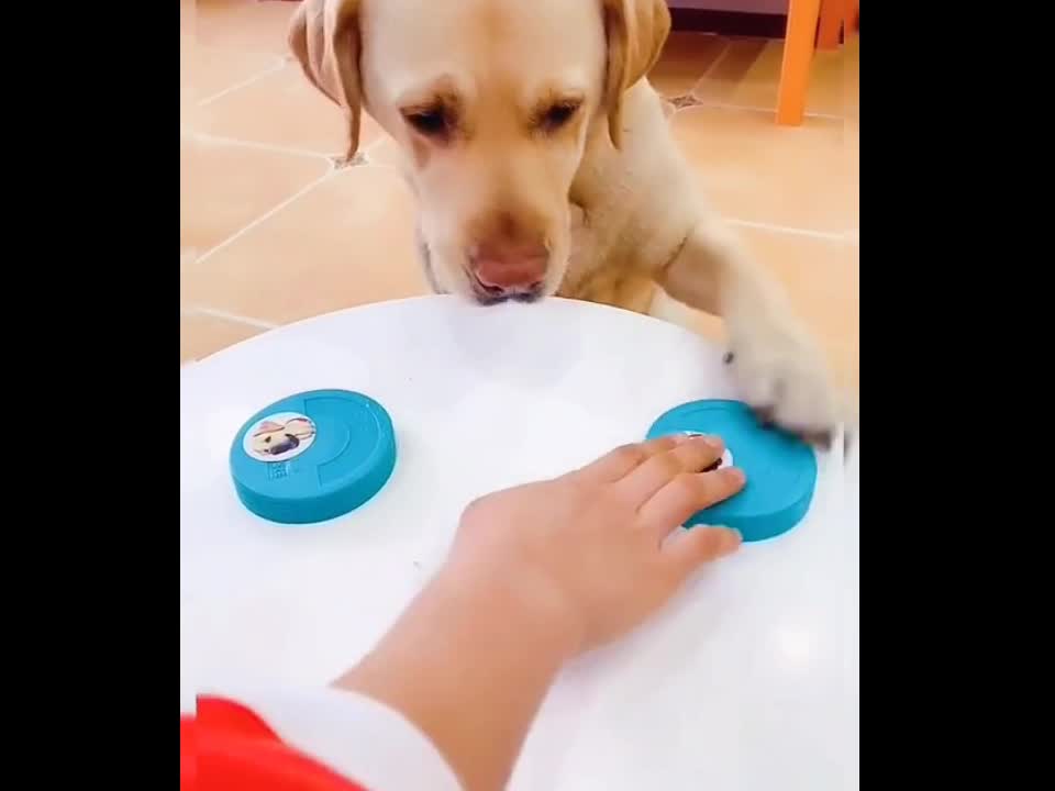 Do not laugh 😂😂 cute dog playing guess content 2021