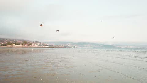 Seabirds Flying over Sea -HD