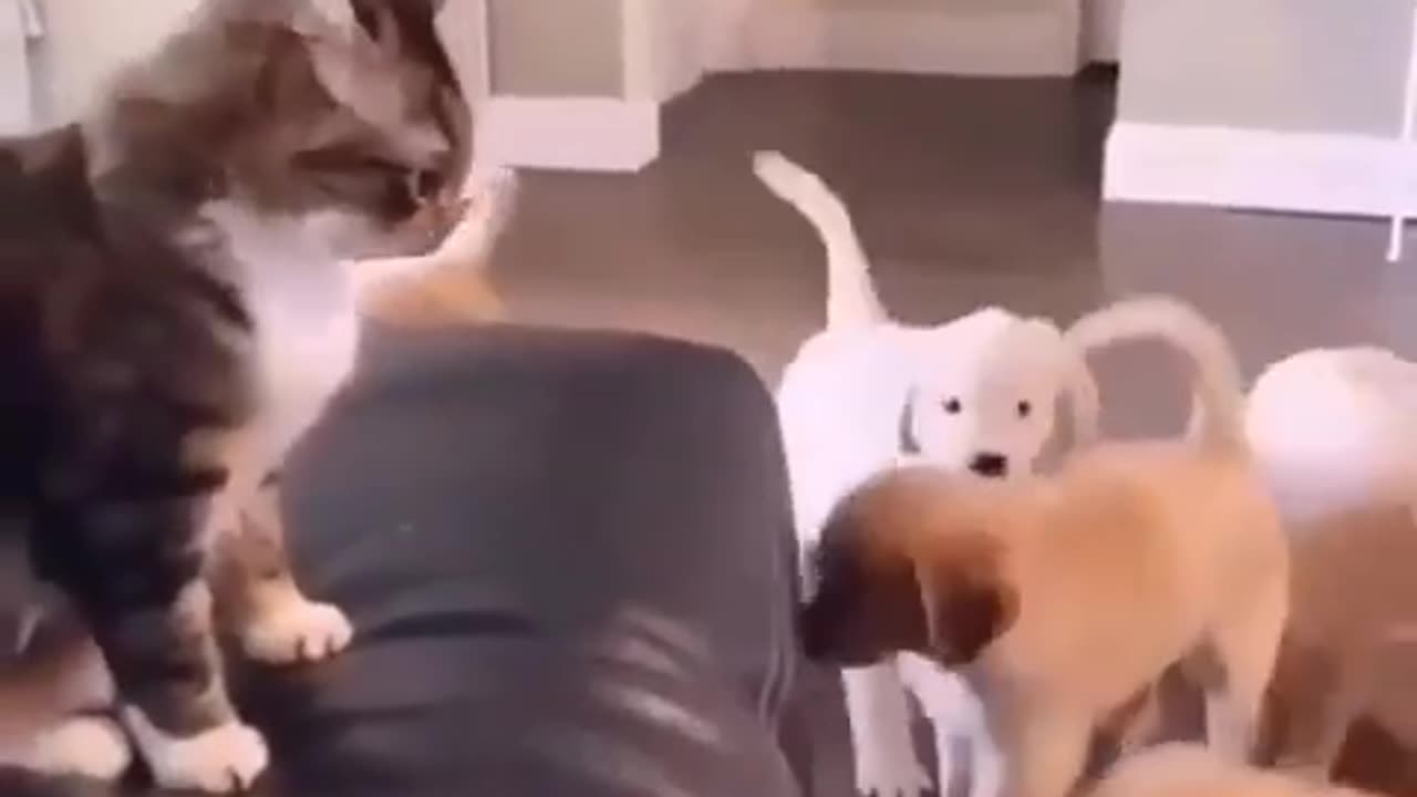 Funny Dog And Cat 😍🐹funniest Animal 2023