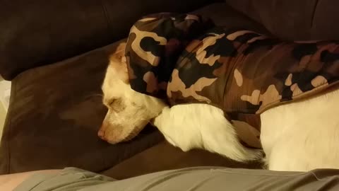 Singing My Dog to Sleep