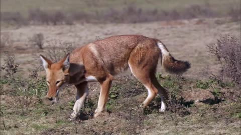 Life - Stalking Ethiopian Wolf