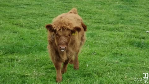 Lilibet the Highland Calf - Cannon Hall Farm