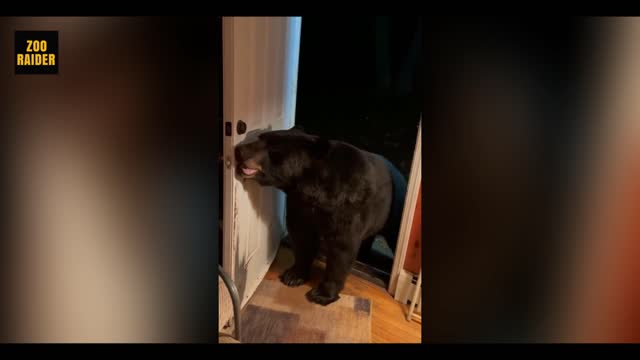 Wild Bear Walk On The Terrace Of The House