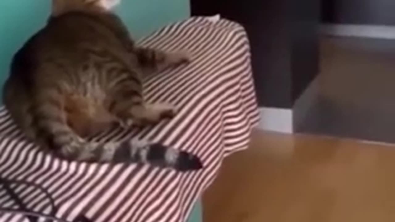 Funny animal videos