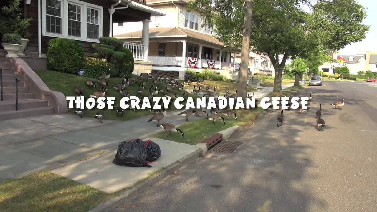 CRAZY CANADA GEESE