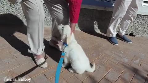 Human Reactions to Golden Retriever Puppies