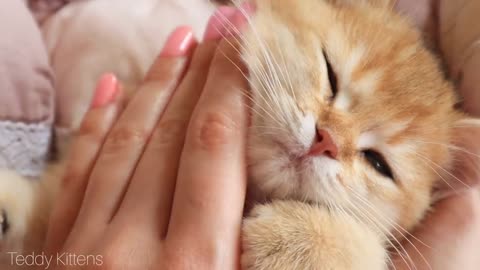 We Love to Bit. Cute golden kittens