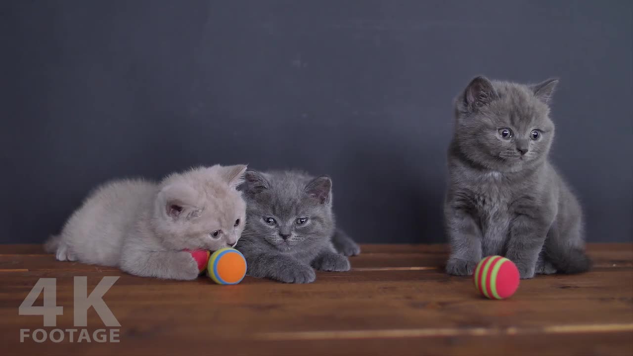 British Shorthair kittens playing with balls, pet toys