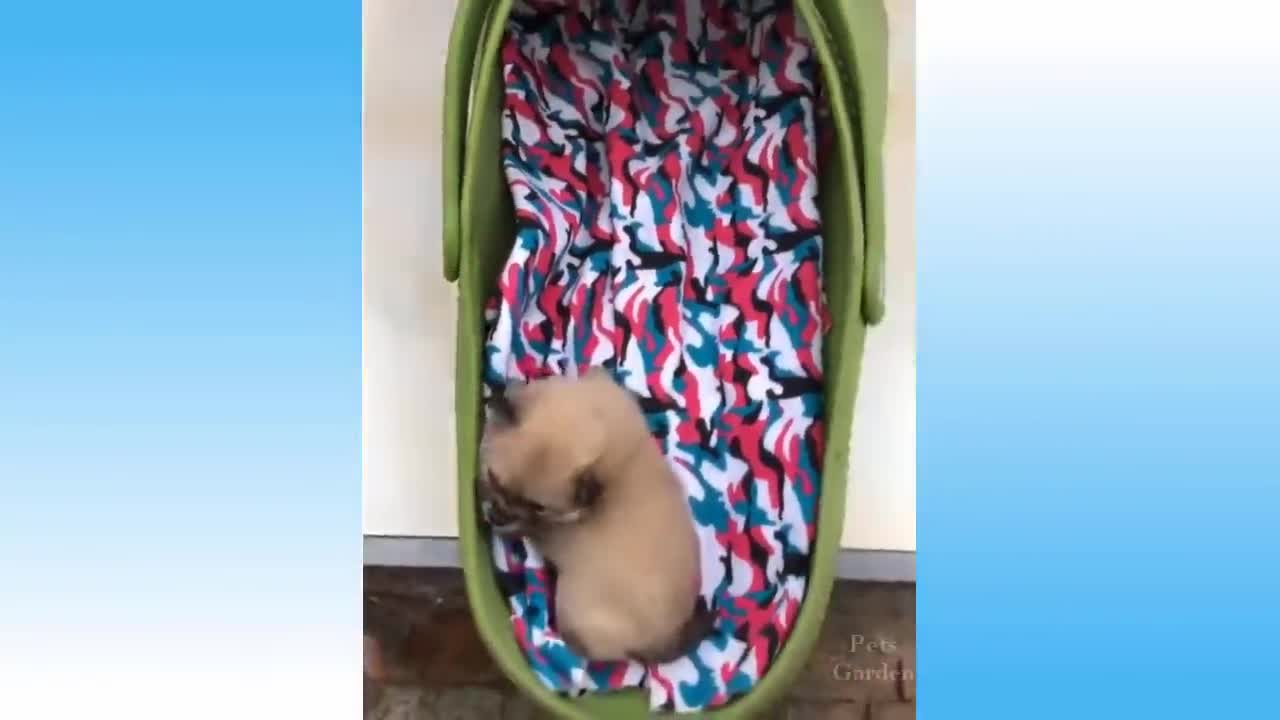 Top Funny Cat Videos of The Weekly - TRY NOT TO LAUGH