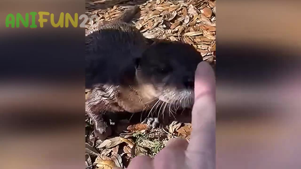 best funniest animal videos 2023🤣 | funny cat videos😹 | funny dogs videos🐶