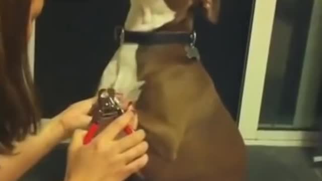 Woman Cutting Dog Nails, And Dog Does Drama - TikTok Dogs (#Funny #Animals #441)