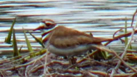 Killdeer