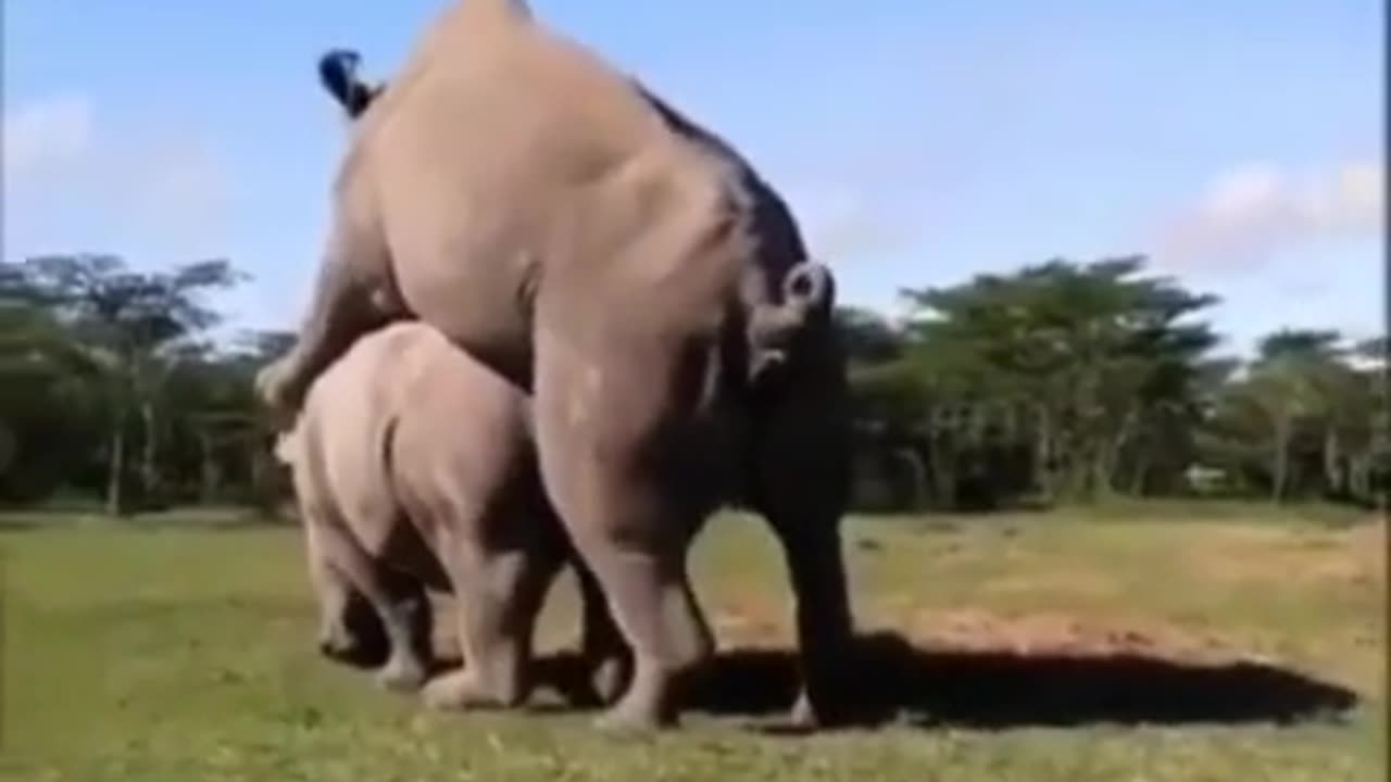 How this tones of KG of animals do sex,,,,,,dnt miss the end,,