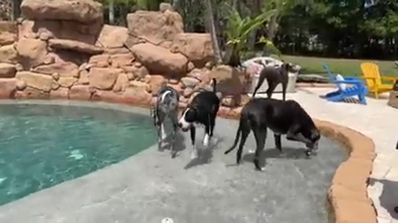 Great Dane tries to convince friends to join her in the pool