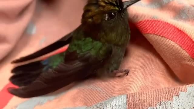 GREEN-FRONTED LANCEBILL