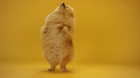 Fluffy Boy standing up