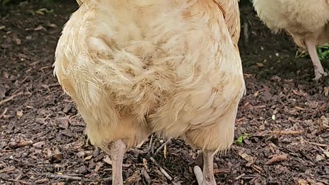 OMC! Lilac Lovin' Orpingtons: A Fluffy butt Adventure in 28 Seconds! #chickens