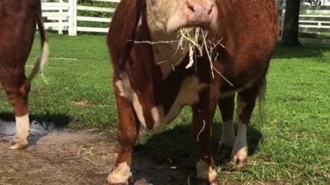 Rare Mountain Animal | Himalayan Fighter Cow