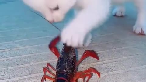 Cat and Lobster #funny