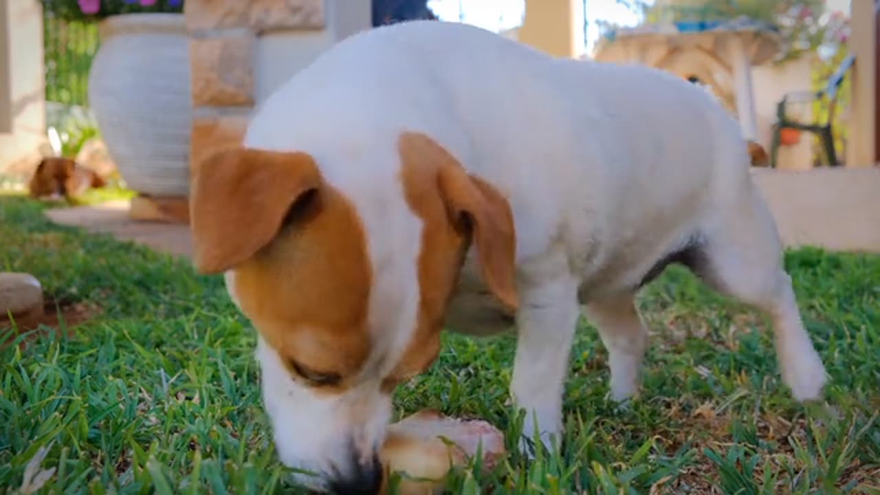 A Dog Fights With His Reflection In The Mirror