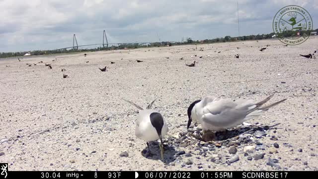 Crab Bank Seabird Sanctuary Nesting Season 2022 Highlights_Cut