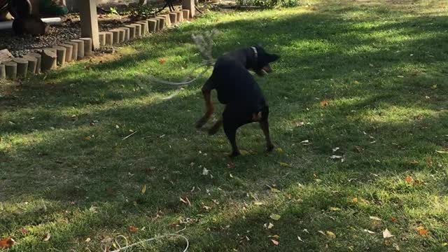 Doberman practicing the lasso