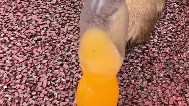 Pit owner's dog