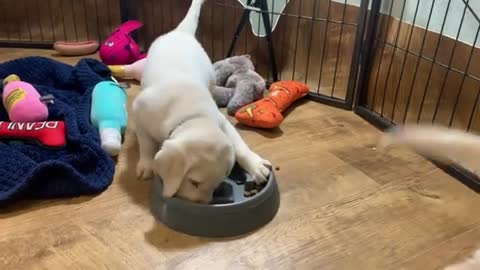 SLOW FOOD? Labrador puppies try out new feeding bowls!