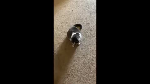 Funny animal video