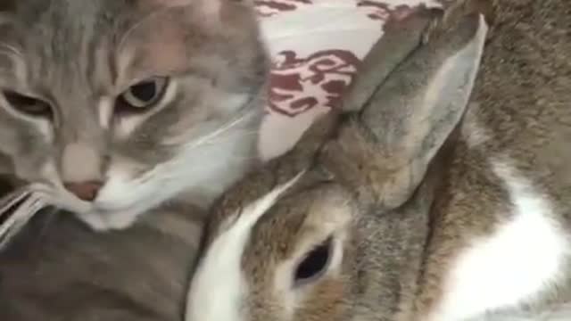 They are unlikely friends - and it's adorable