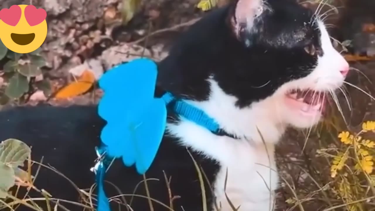 cat in water funny | cat in water treadmill | cat in water tank |