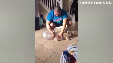 Funny animal videos