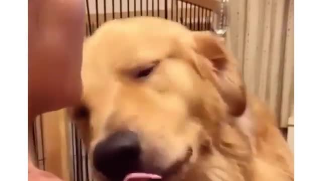 Dog loves to hug