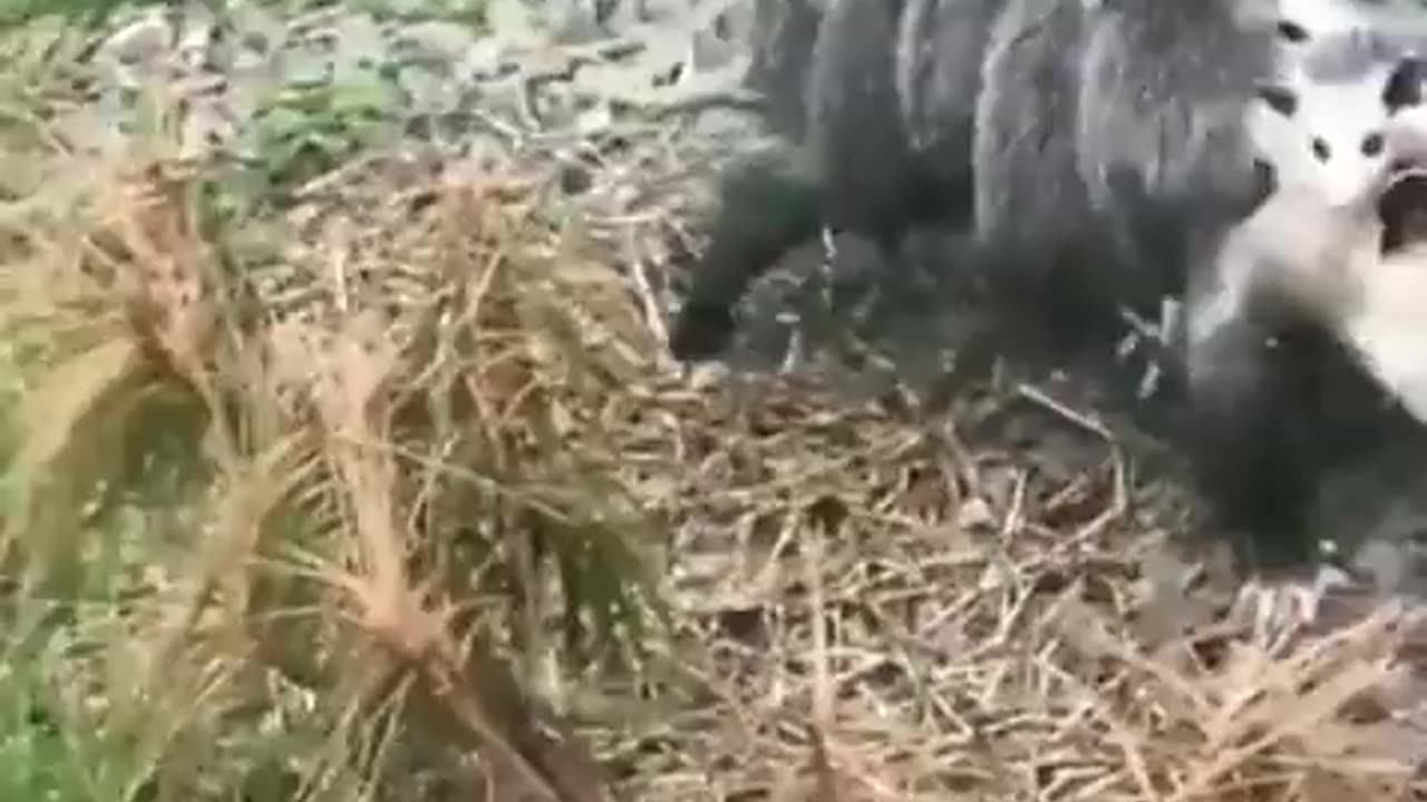 Opossum Carrying Babies On Back