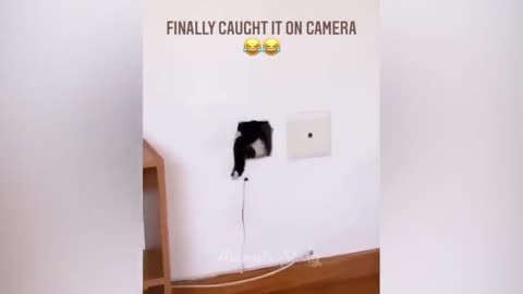 Funny animals