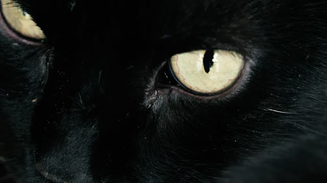 Dark feline with yellow eyes