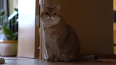 Fluffy cheeks