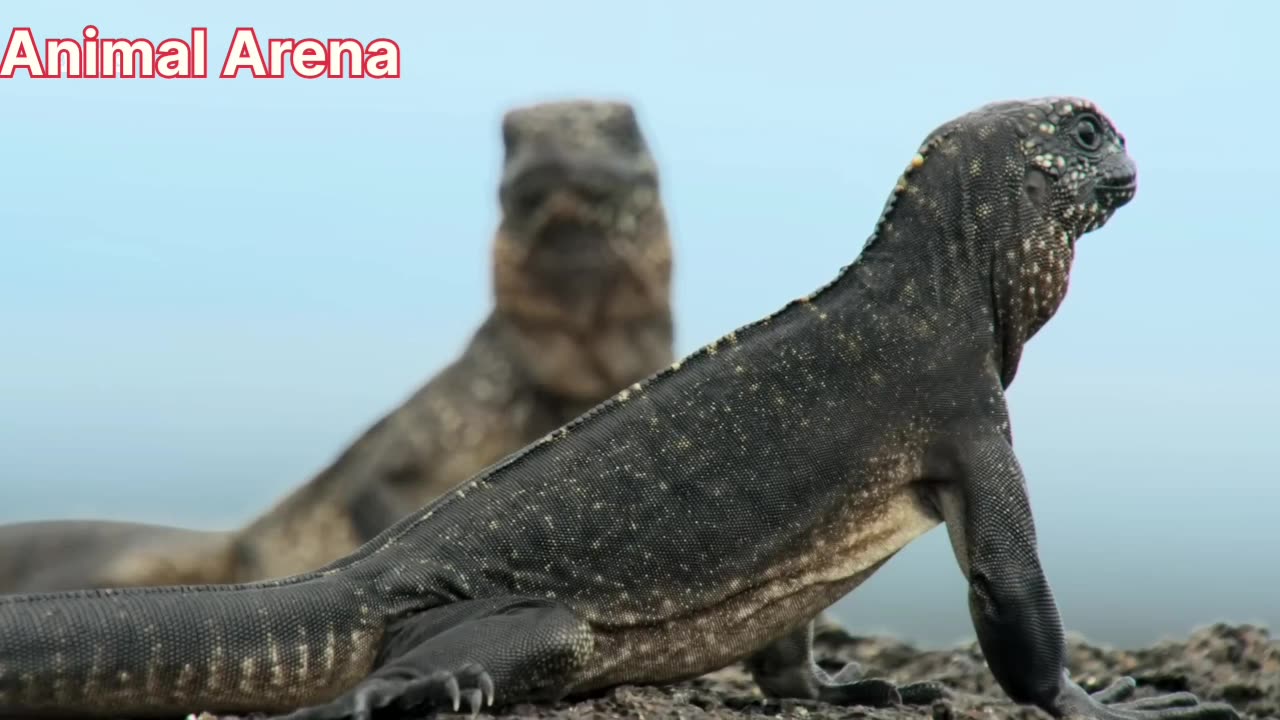 "Snakes vs Iguana Fight: Epic Animal Rumble - Who Wins?"