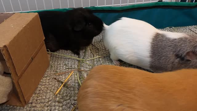 Best guinea pig noises of the wheek