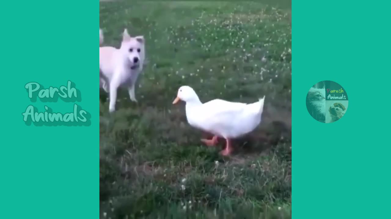 Funny Animals funny cat