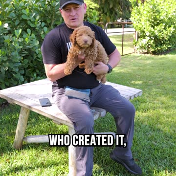 Who Created the Labradoodle?