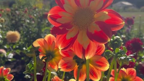 Beautiful Dahlias