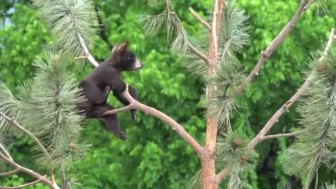 Wild animals collection in 8k Hd/ jungle tv