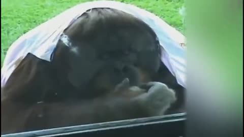 Very funny moments animal