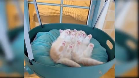 Funny cats 🥰