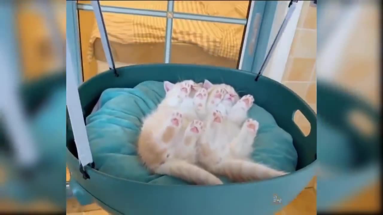 Funny cats 🥰