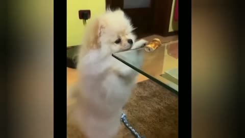 Funny cats and dogs videos