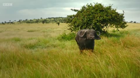 Lions Attack on on beefalo