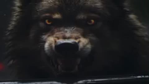 VOICE OF JOE BARGER~IN 2017 A SEMI TRUCK DRIVER FROM KENTWOOD MICHIGAN ENCOUNTERED A HUGE DOGMAN