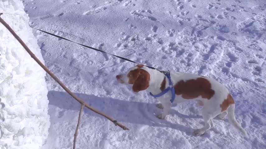 Dogs vs Scary Snowman Prank Funny Dogs Maymo, Potpie, & Puppy Indie vs Scary Snowman Practical Joke